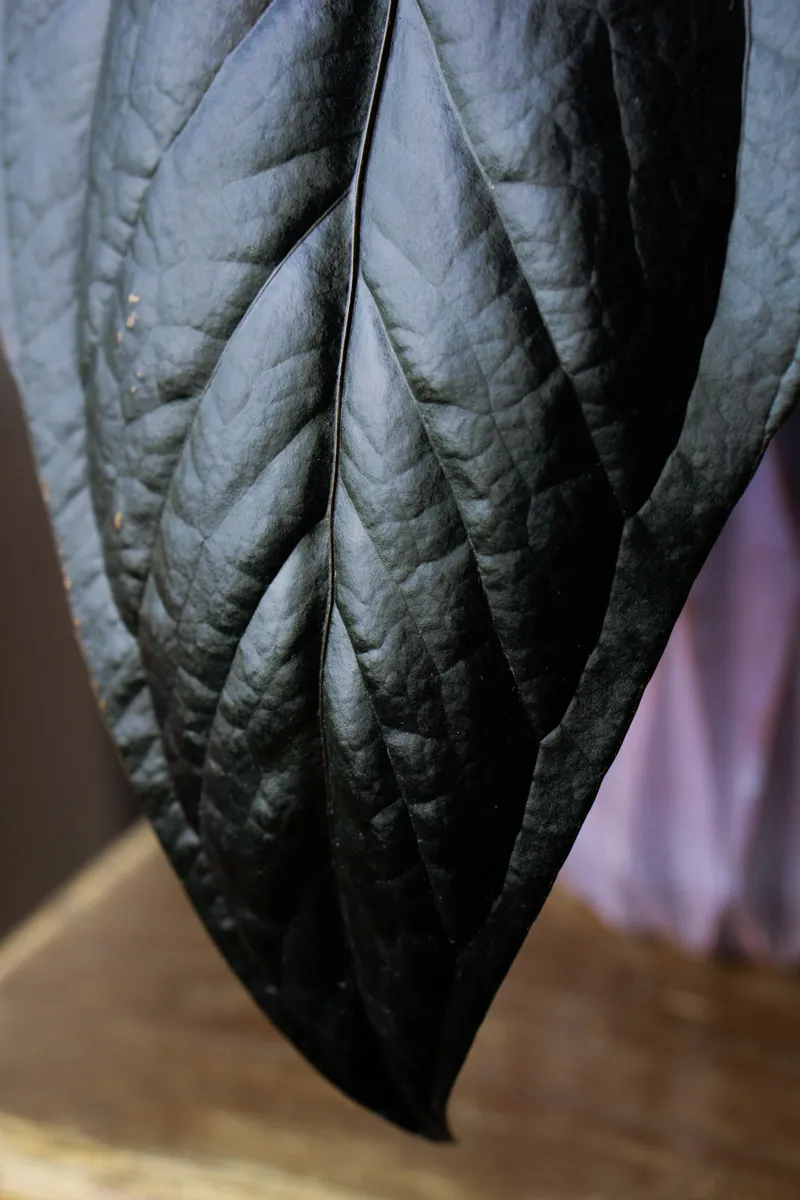 Anthurium Queen of Hearts (Zachráň ma)