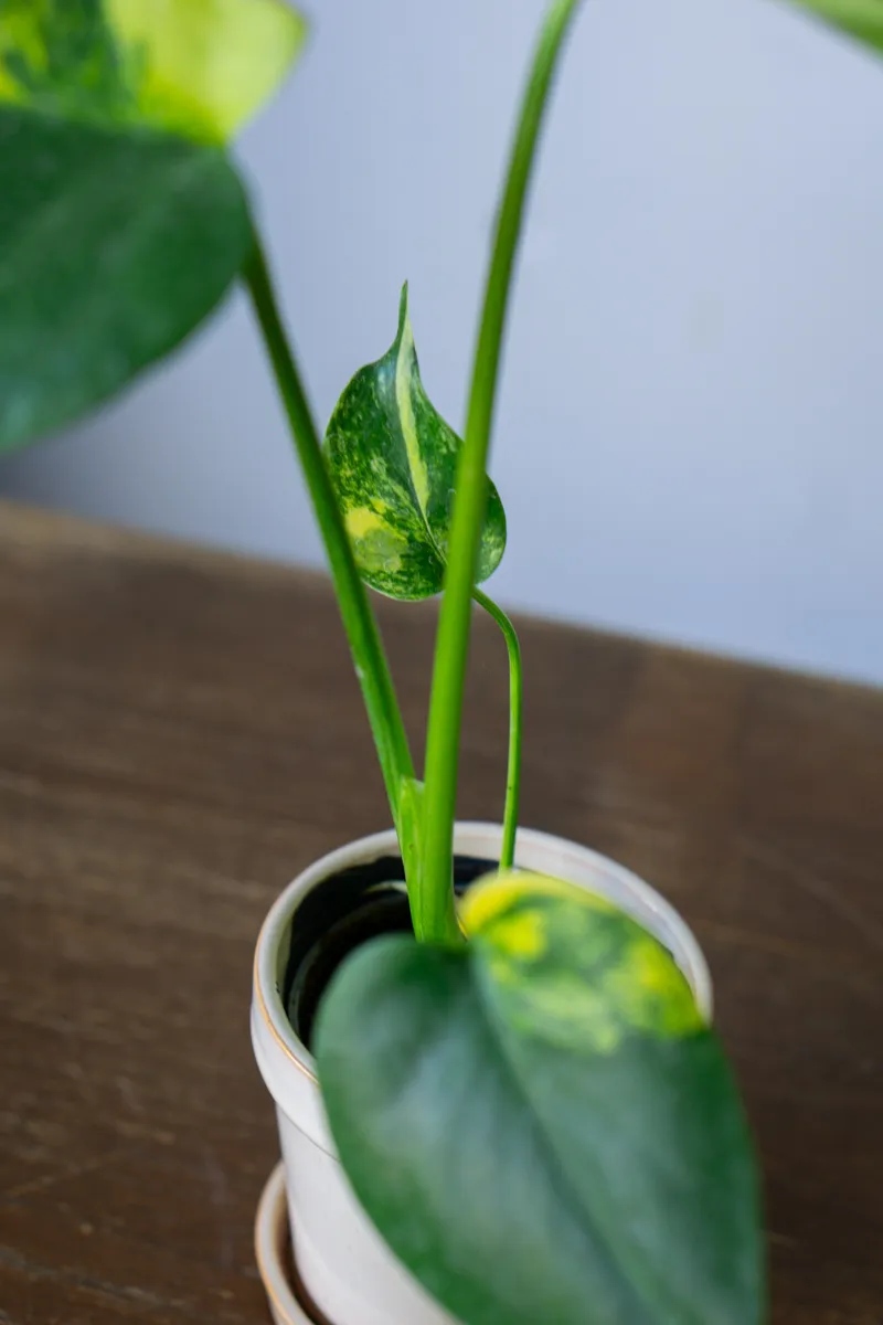 Monstera Deliciosa Aurea variegata