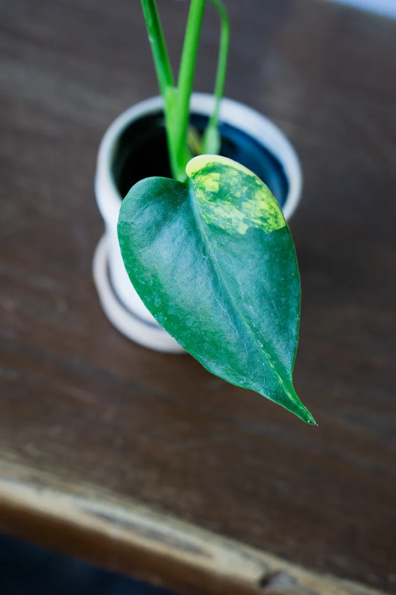 Monstera Deliciosa Aurea variegata