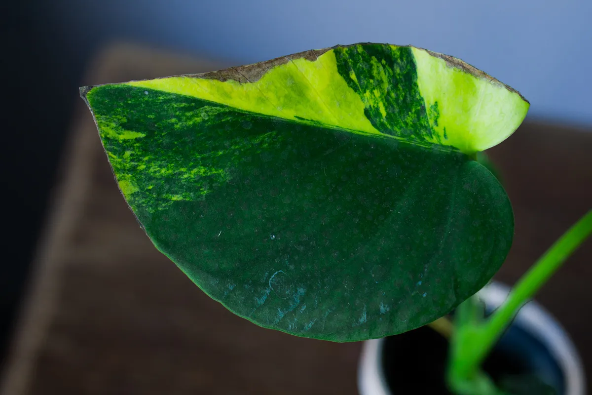 Monstera Deliciosa Aurea variegata