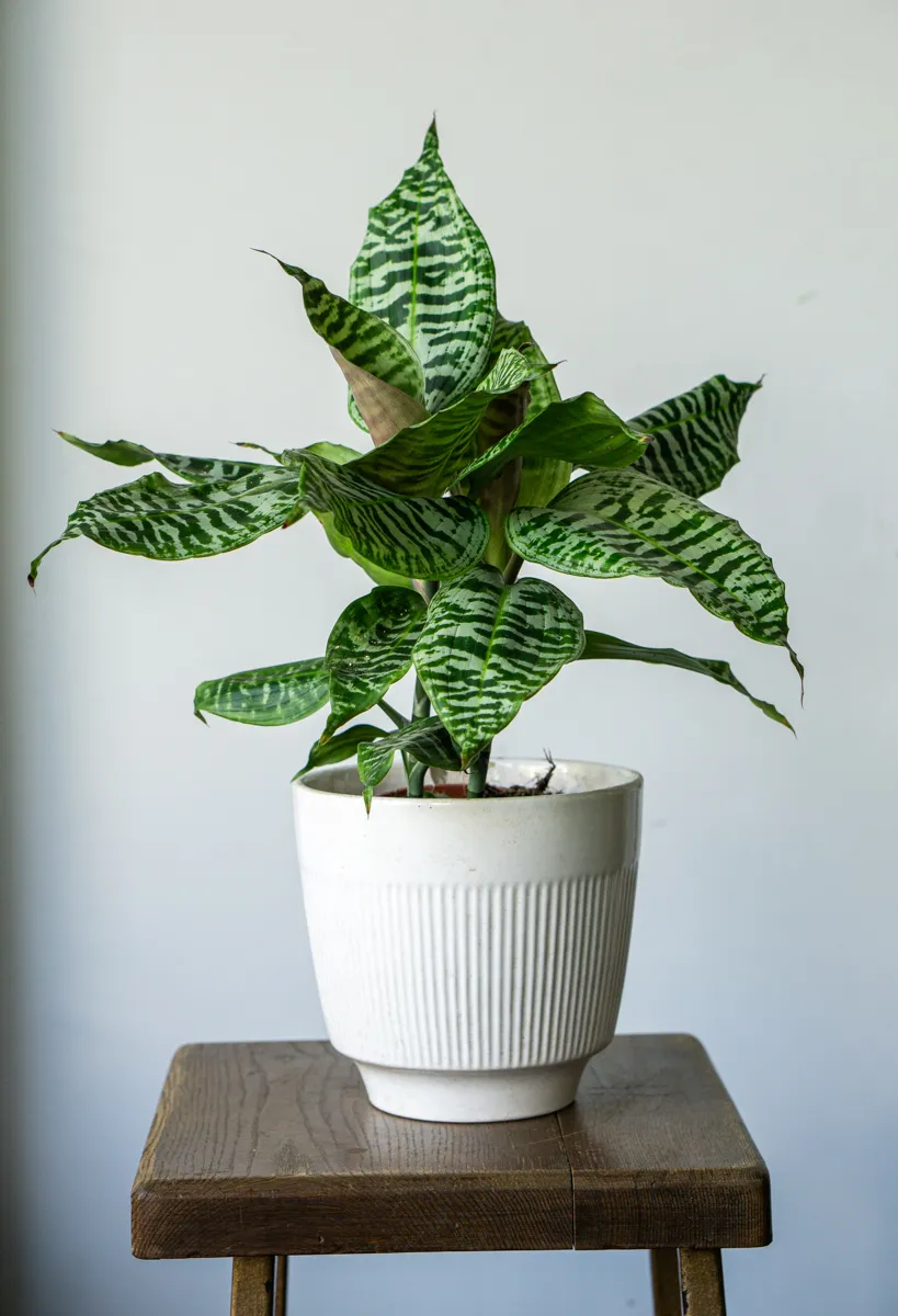 Queen Dracaena Goldieana Zebra Striped (dve rastliny v kvetináči)
