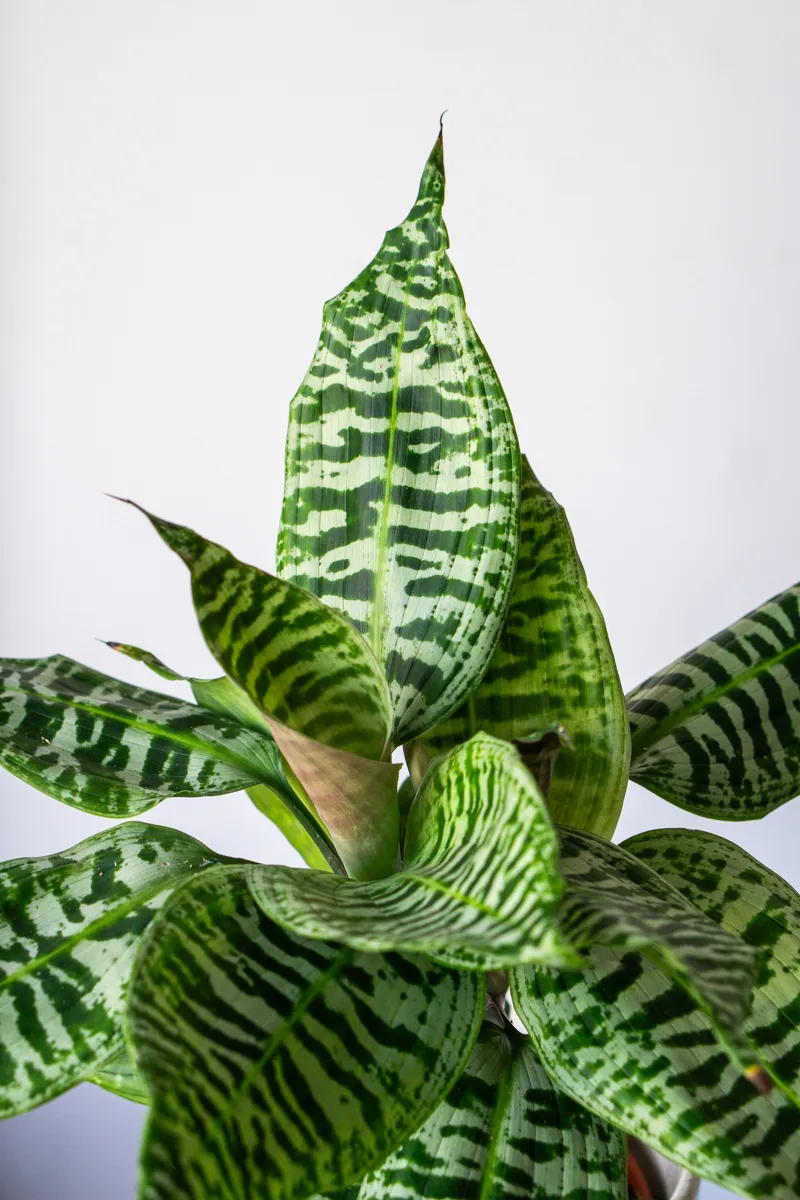 Queen Dracaena Goldieana Zebra Striped (dve rastliny v kvetináči)