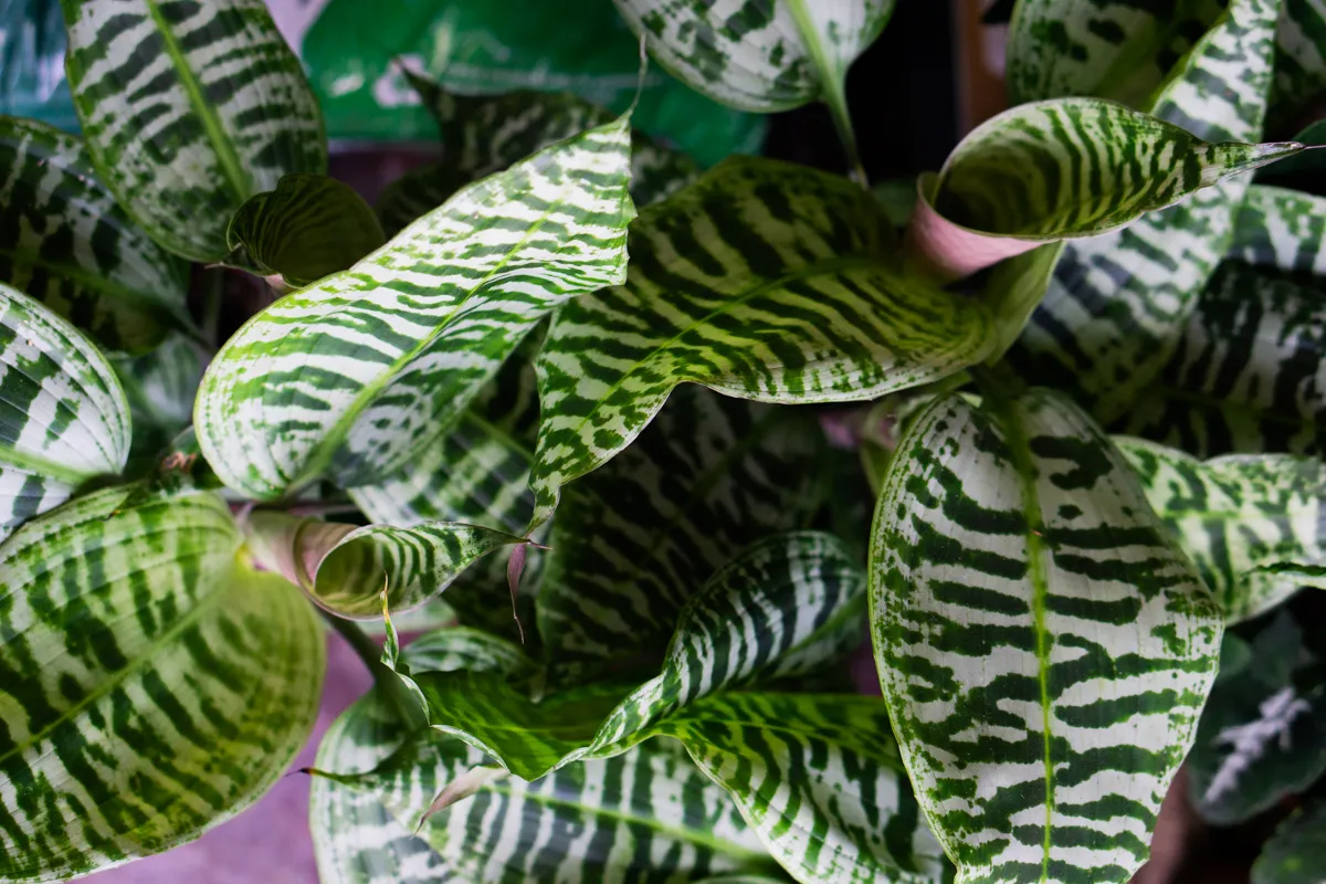 Queen Dracaena Goldieana Zebra Striped (dve rastliny v kvetináči)