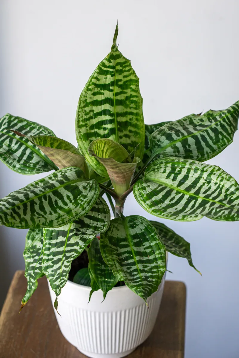 Queen Dracaena Goldieana Zebra Striped (dve rastliny v kvetináči)