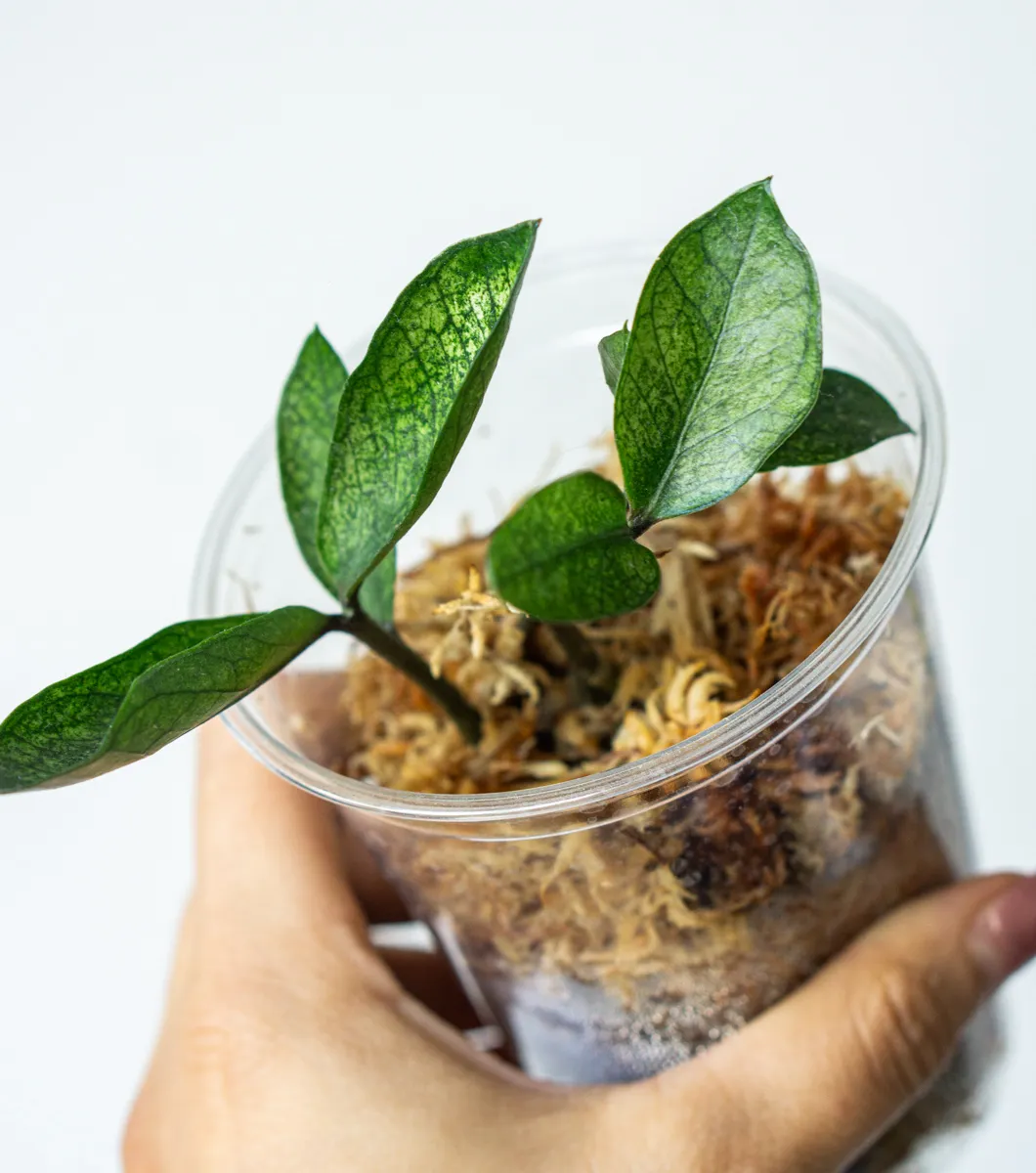 Zamioculcas Chameleon (Hľuza v rašelinníku)