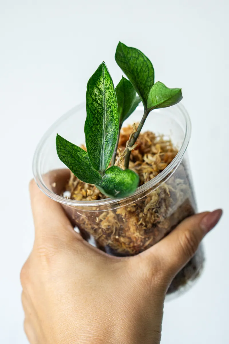 Zamioculcas Chameleon (Hľuza v rašelinníku)