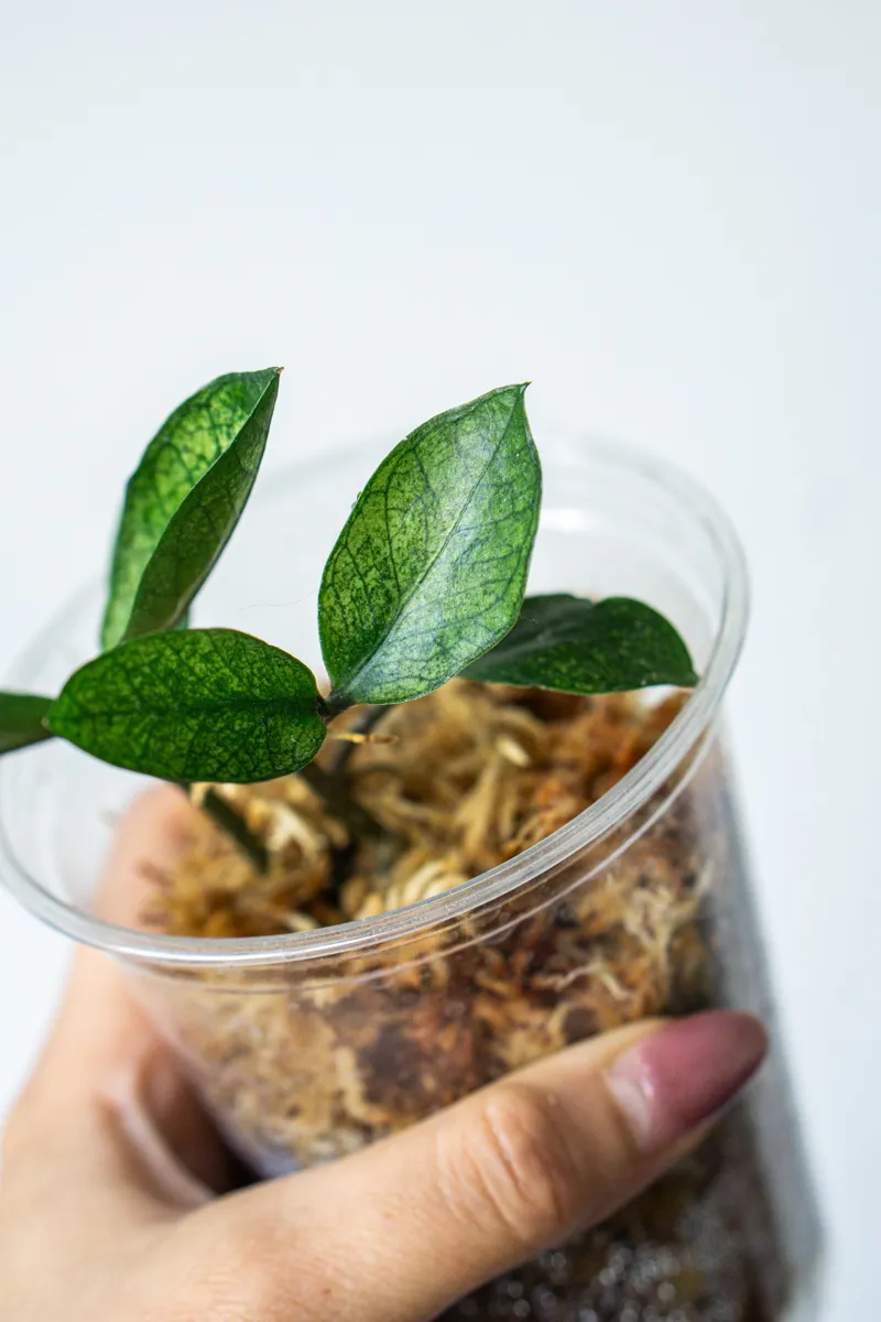 Zamioculcas Chameleon (Hľuza v rašelinníku)