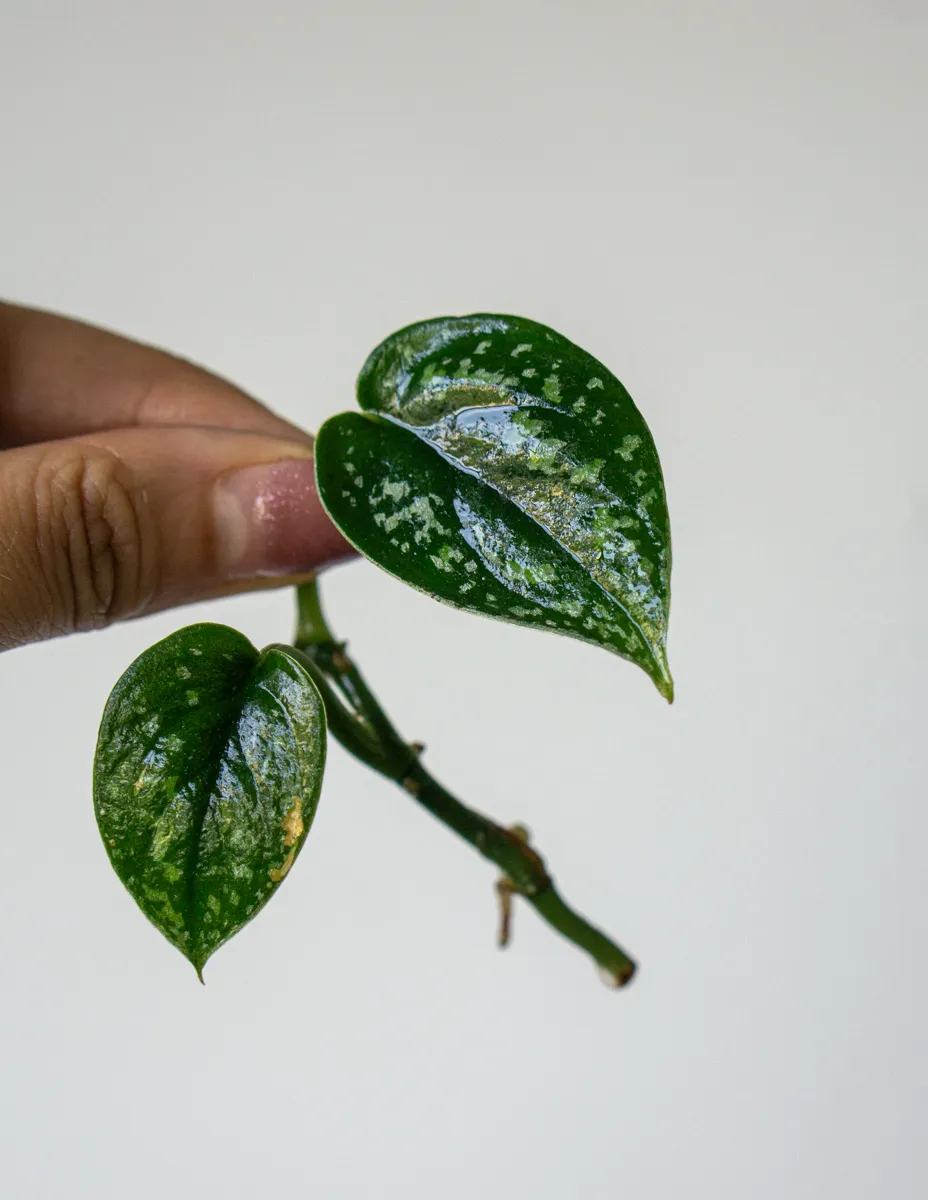 Scindapsus Tricolor (Zakorenený odrezok)