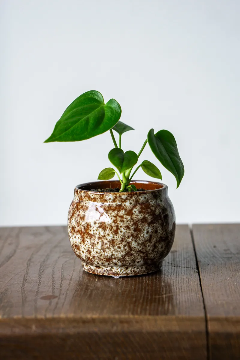 Baby Anthurium Veitchii / King Anthurium (zachráň ma)
