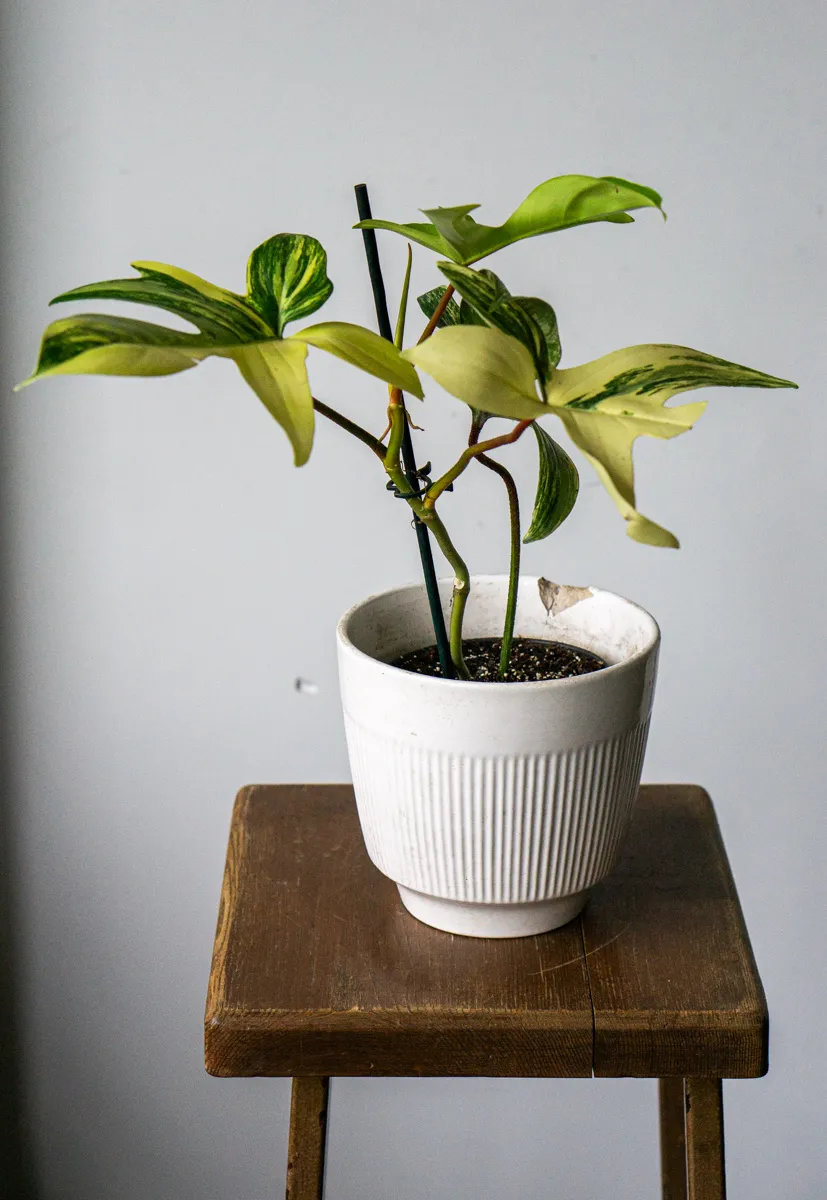 Philodendron Florida Beauty