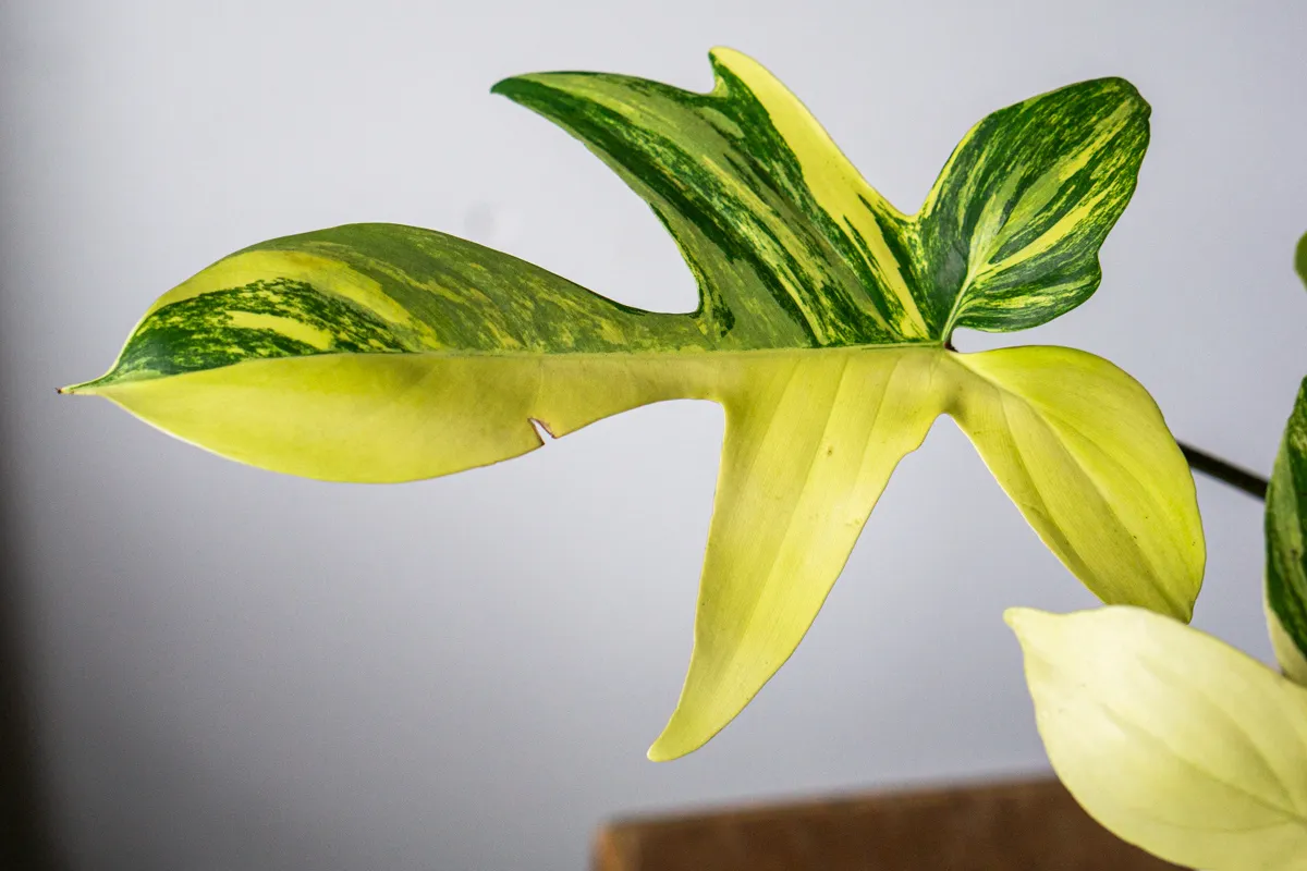 Philodendron Florida Beauty