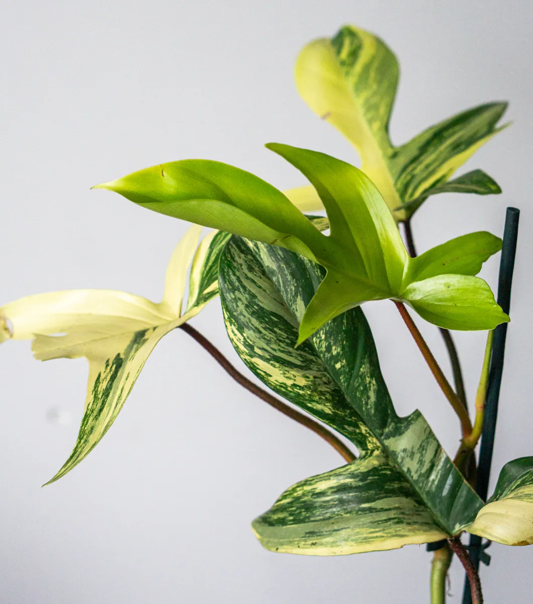 Philodendron Florida Beauty