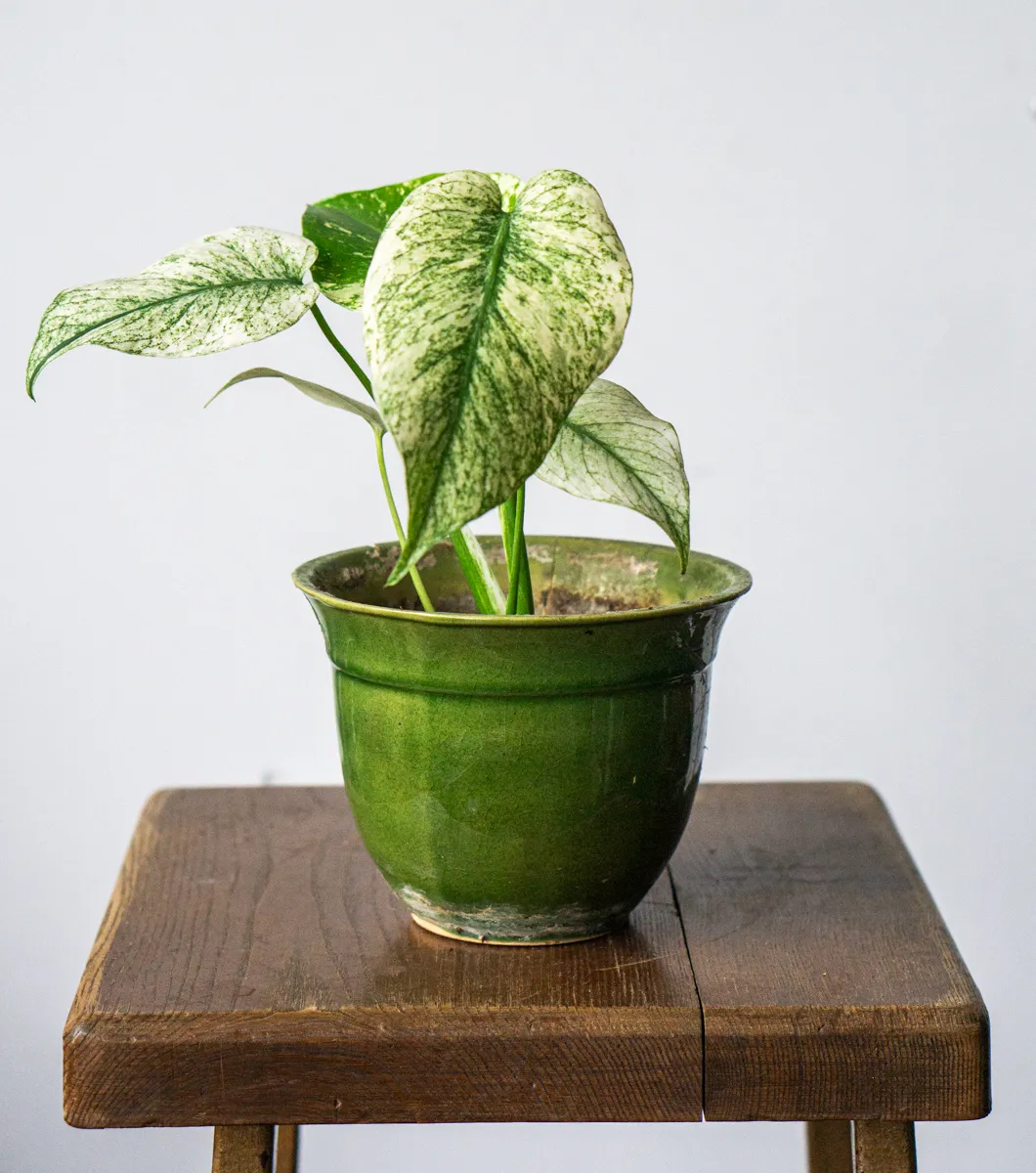 Baby Monstera Deliciosa Mint