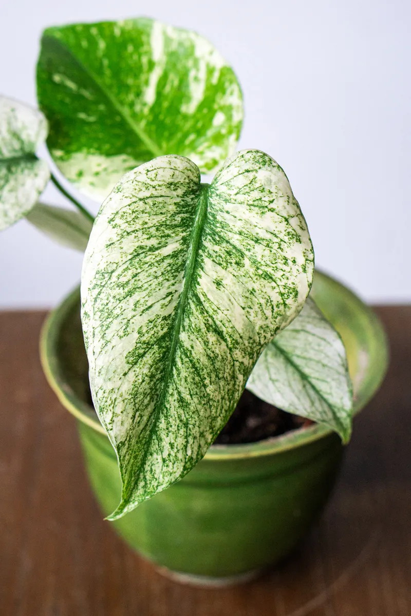 Baby Monstera Deliciosa Mint