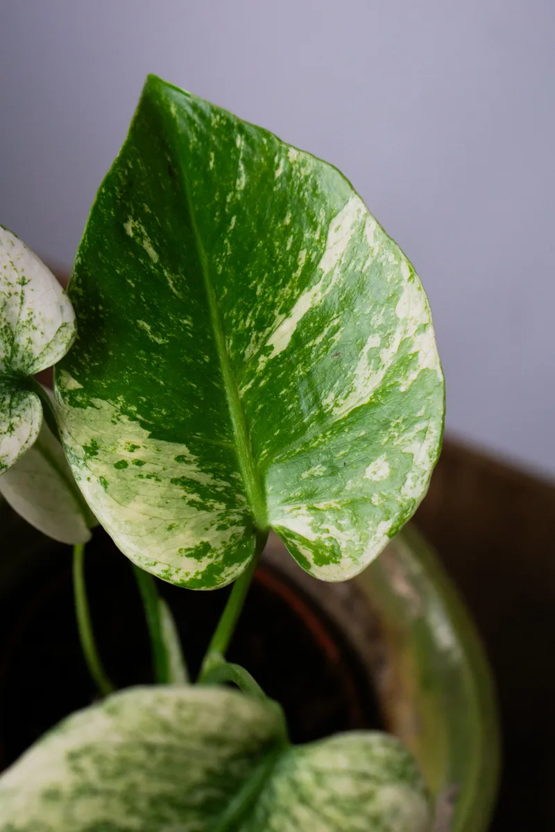 Baby Monstera Deliciosa Mint
