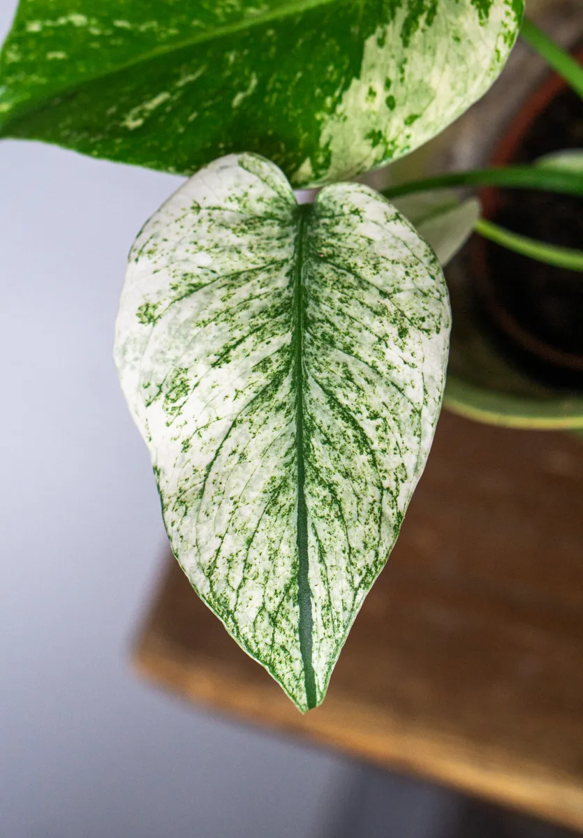 Baby Monstera Deliciosa Mint