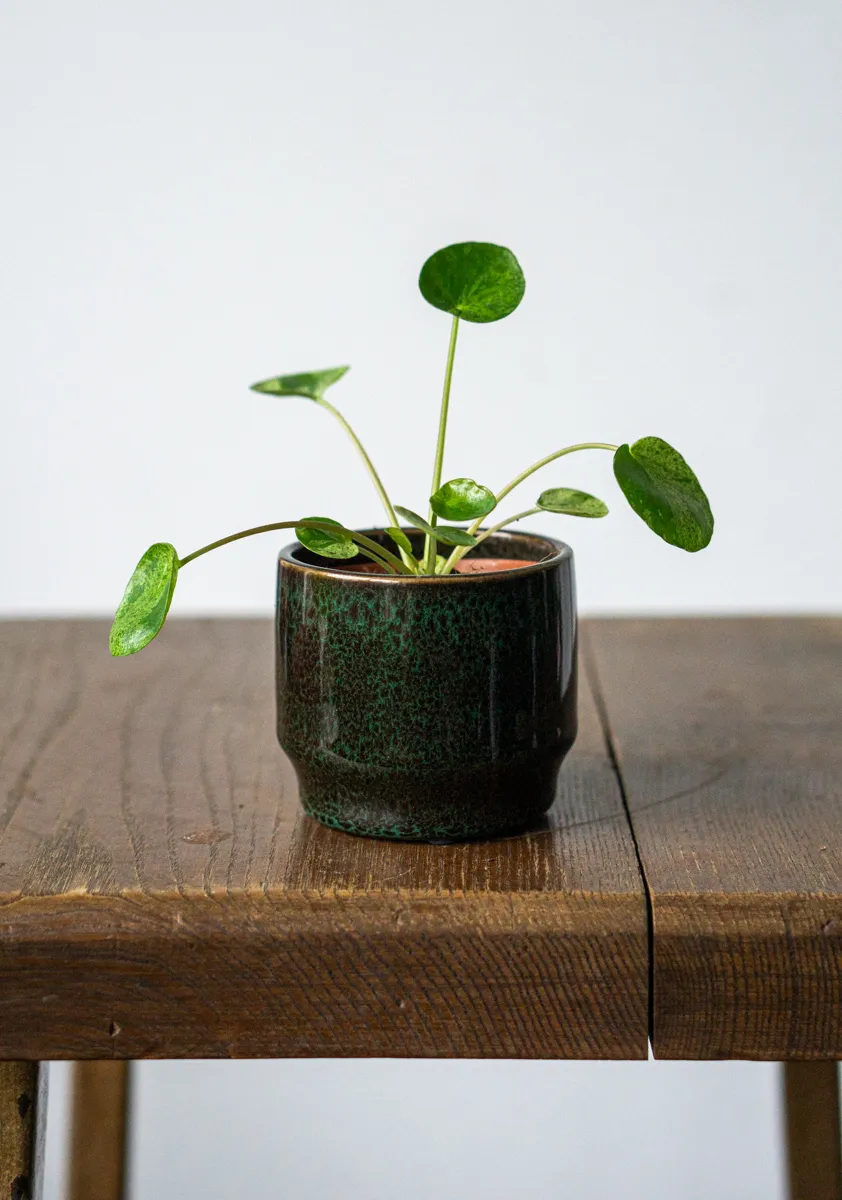 Baby Pilea Peperomioides Mojito