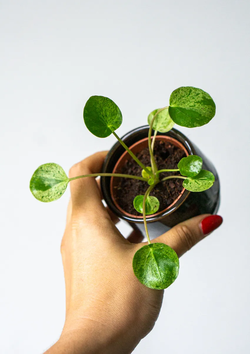 Baby Pilea Peperomioides Mojito