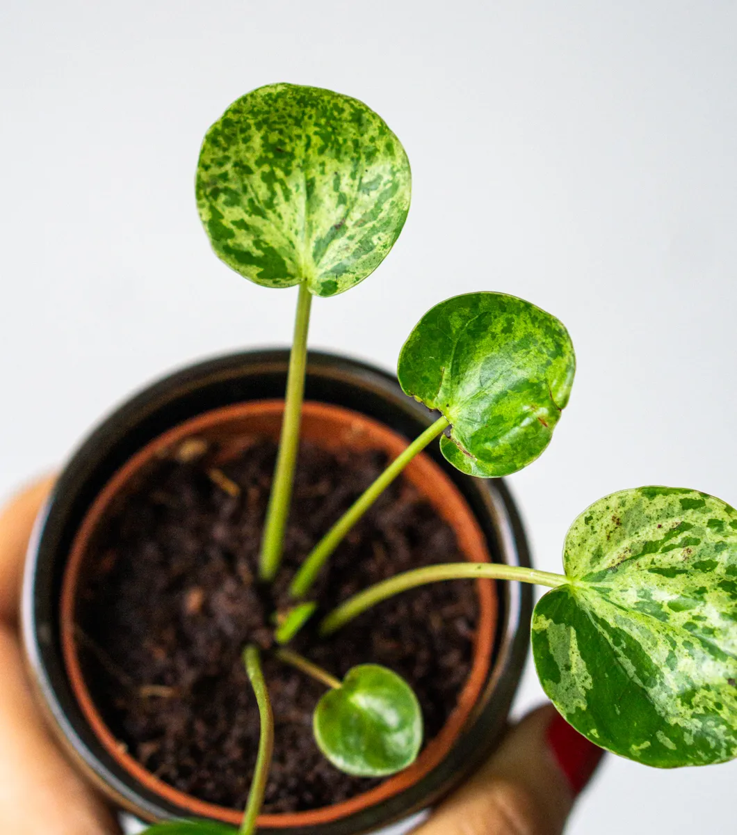 Baby Pilea Peperomioides Mojito