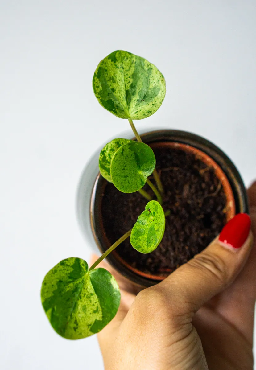 Baby Pilea Peperomioides Mojito
