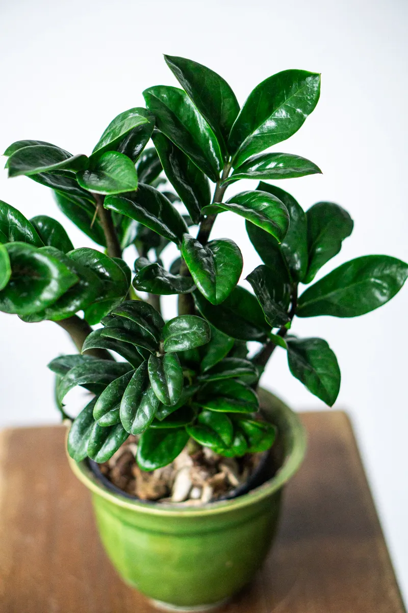 Zamioculcas Zenzi