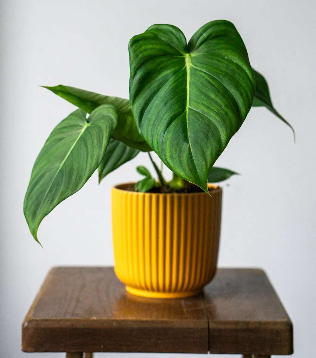 Philodendron Pastazanum x McDowell (Zachráň ma)