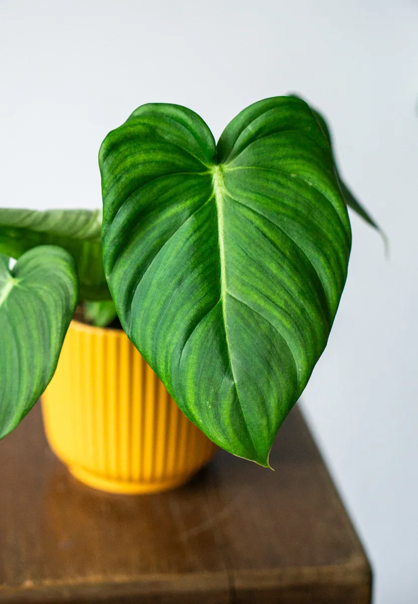 Philodendron Pastazanum x McDowell (Zachráň ma)