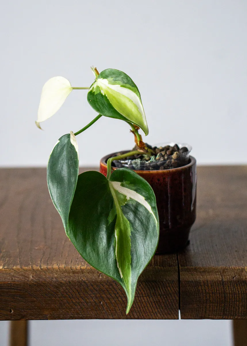 Philodendron Cream Splash (semihydro) -náhodný kúsok