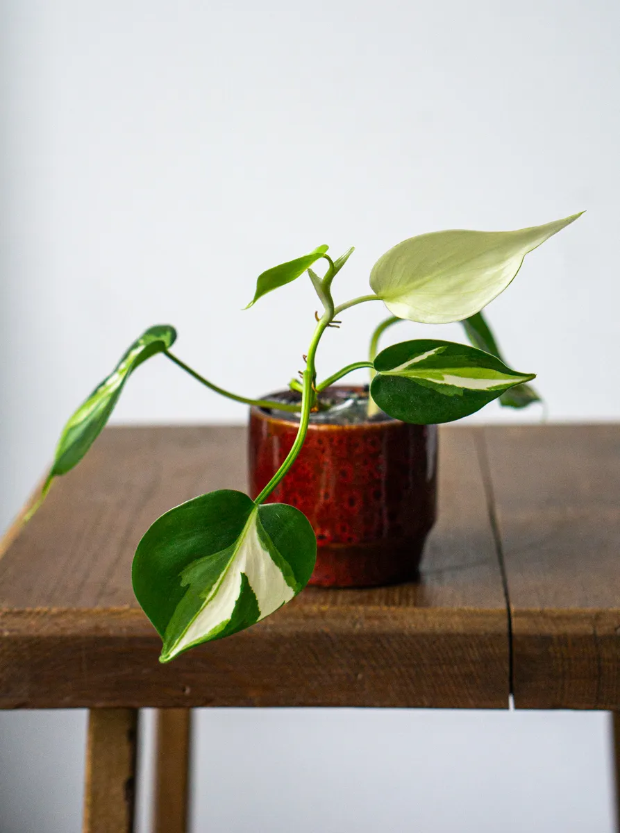 Philodendron Cream Splash (semihydro) -náhodný kúsok