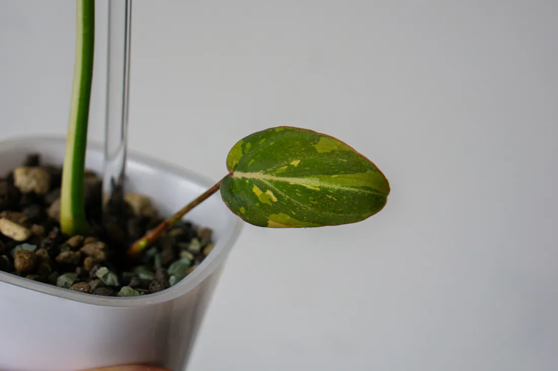 🦄 Philodendron Gloriosum Tricolor
