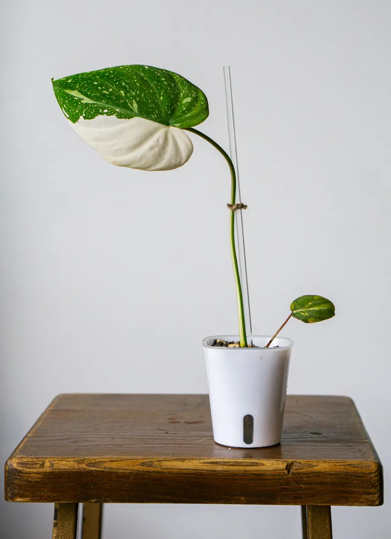 🦄 Philodendron Gloriosum Tricolor