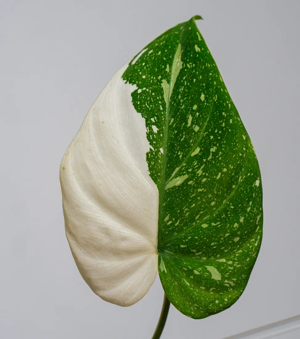 🦄 Philodendron Gloriosum Tricolor