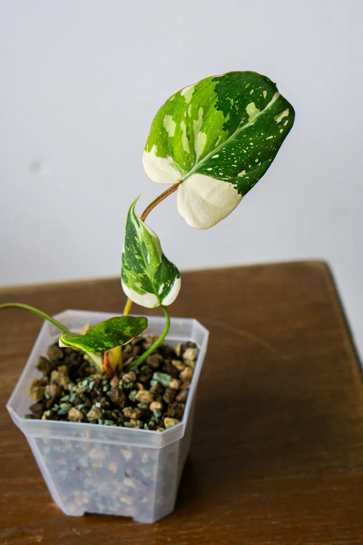 🦄 Philodendron Gloriosum Tricolor (Zachráň ma)
