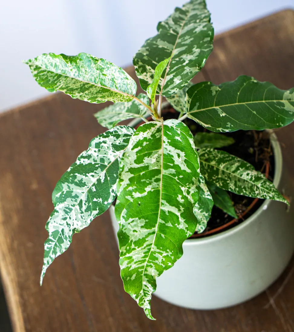 Ficus aspera variegata "Snowstorm" (NOVINKA SEZÓNY)