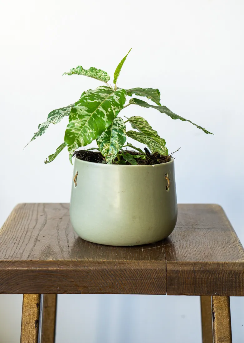 Ficus aspera variegata "Snowstorm" (NOVINKA SEZÓNY)