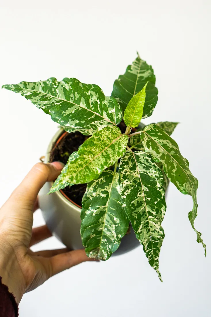 Ficus aspera variegata "Snowstorm" (NOVINKA SEZÓNY)