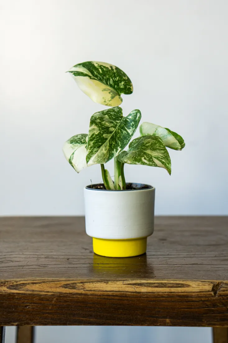 Baby Monstera Crème brûlée (Zachráň ma)