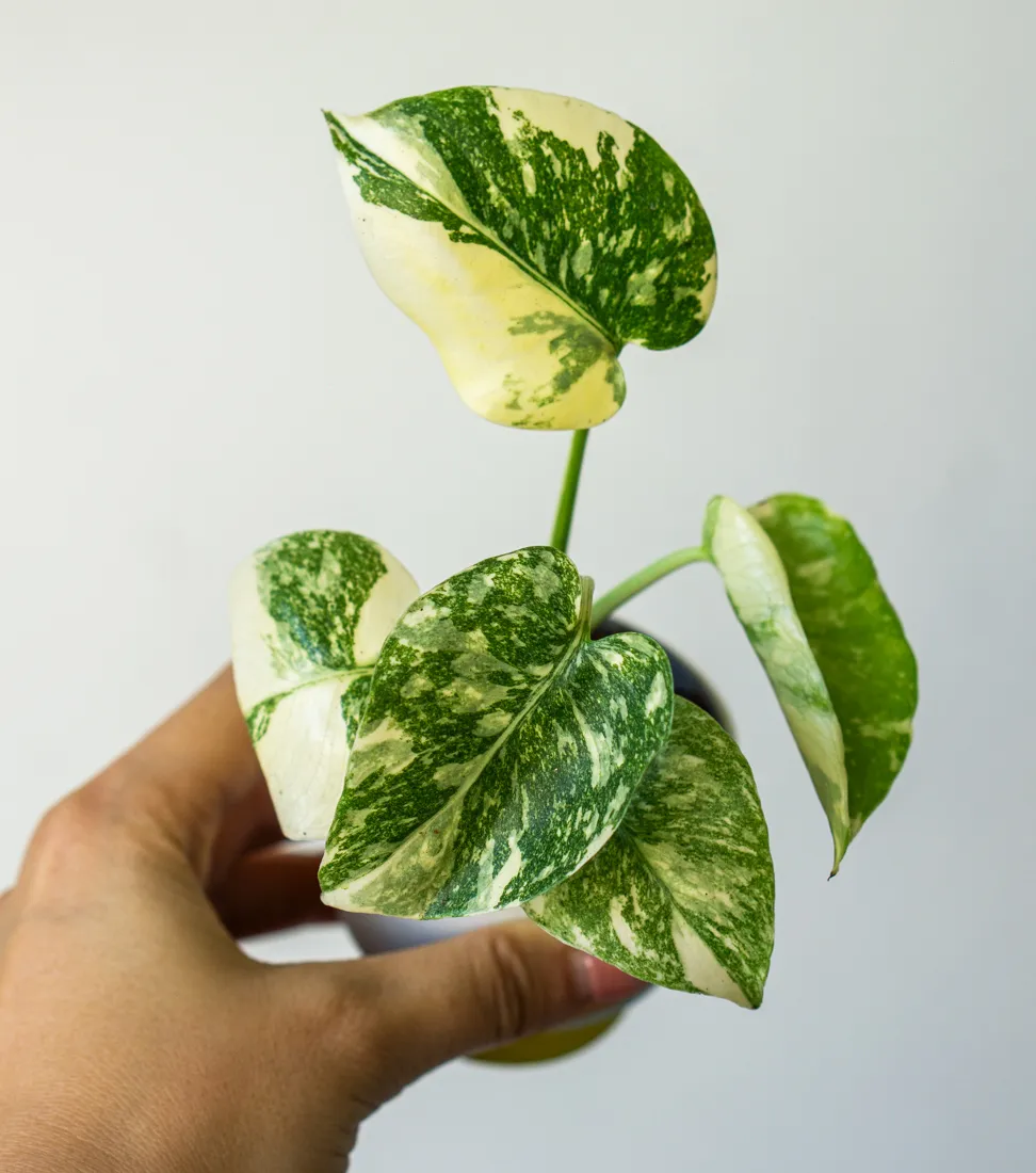 Baby Monstera Crème brûlée (Zachráň ma)
