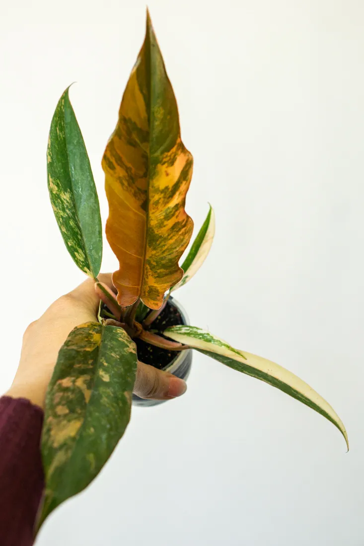 🍂 Baby Philodendron Caramel Marble (Náhodný kus)