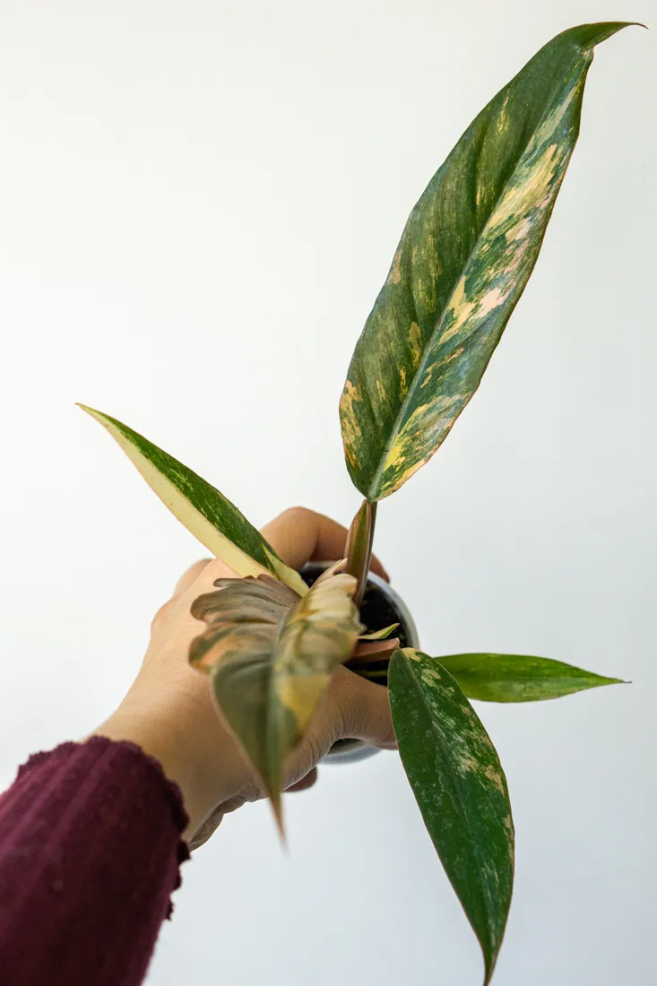 🍂 Baby Philodendron Caramel Marble (Náhodný kus)