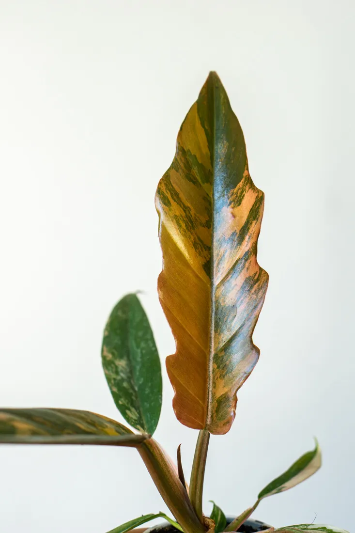 🍂 Baby Philodendron Caramel Marble (Náhodný kus)