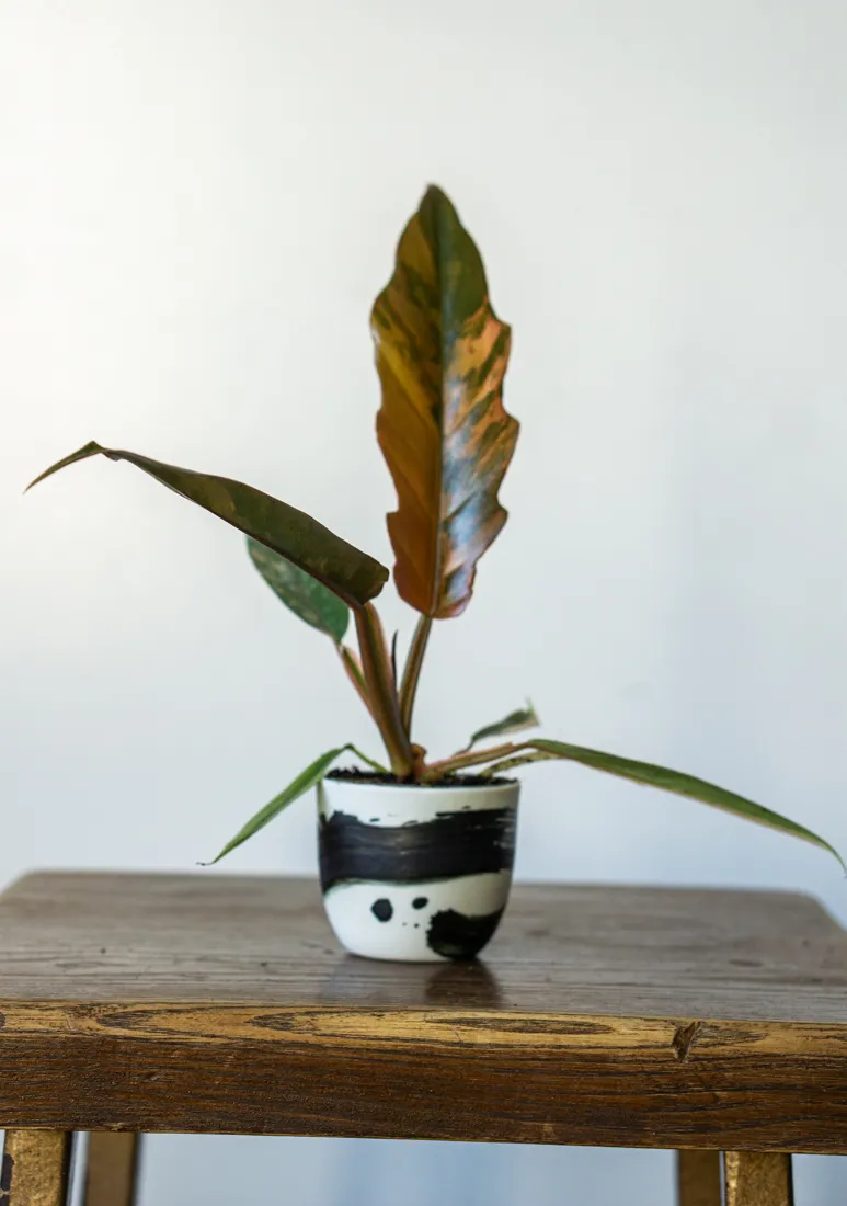 🍂 Baby Philodendron Caramel Marble (Náhodný kus)