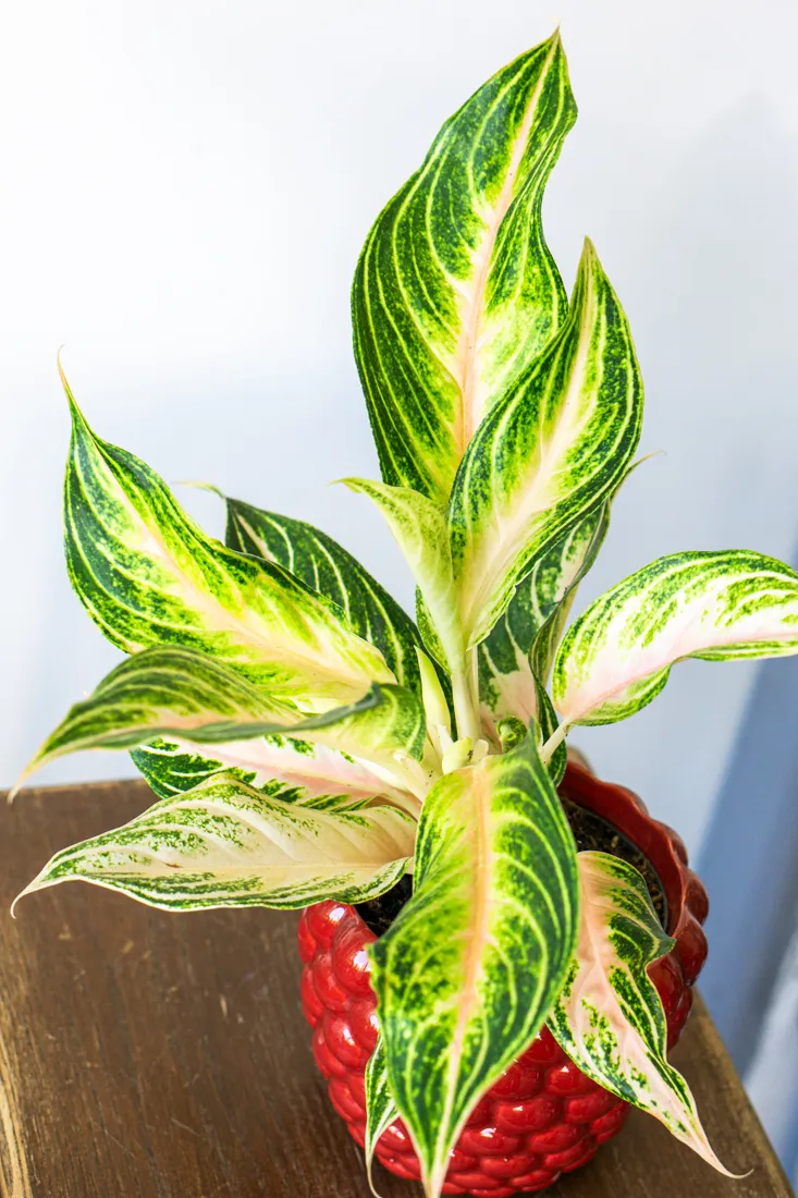 Aglaonema Eyecatcher