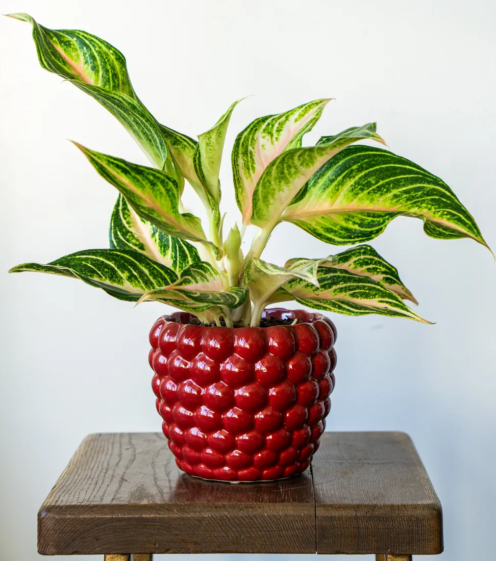 Aglaonema Eyecatcher