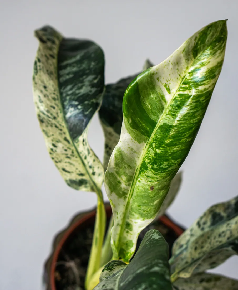 Rhaphidophora Puberula variegata UNICORN (Zachráň ma)