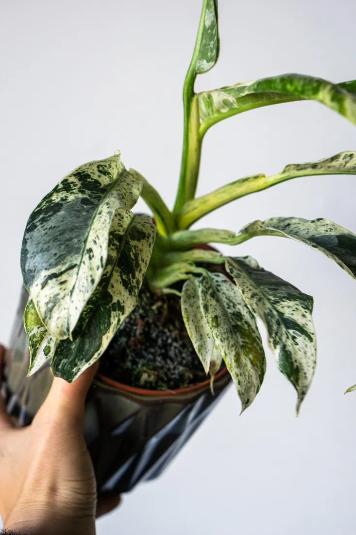 Rhaphidophora Puberula variegata UNICORN (Zachráň ma)