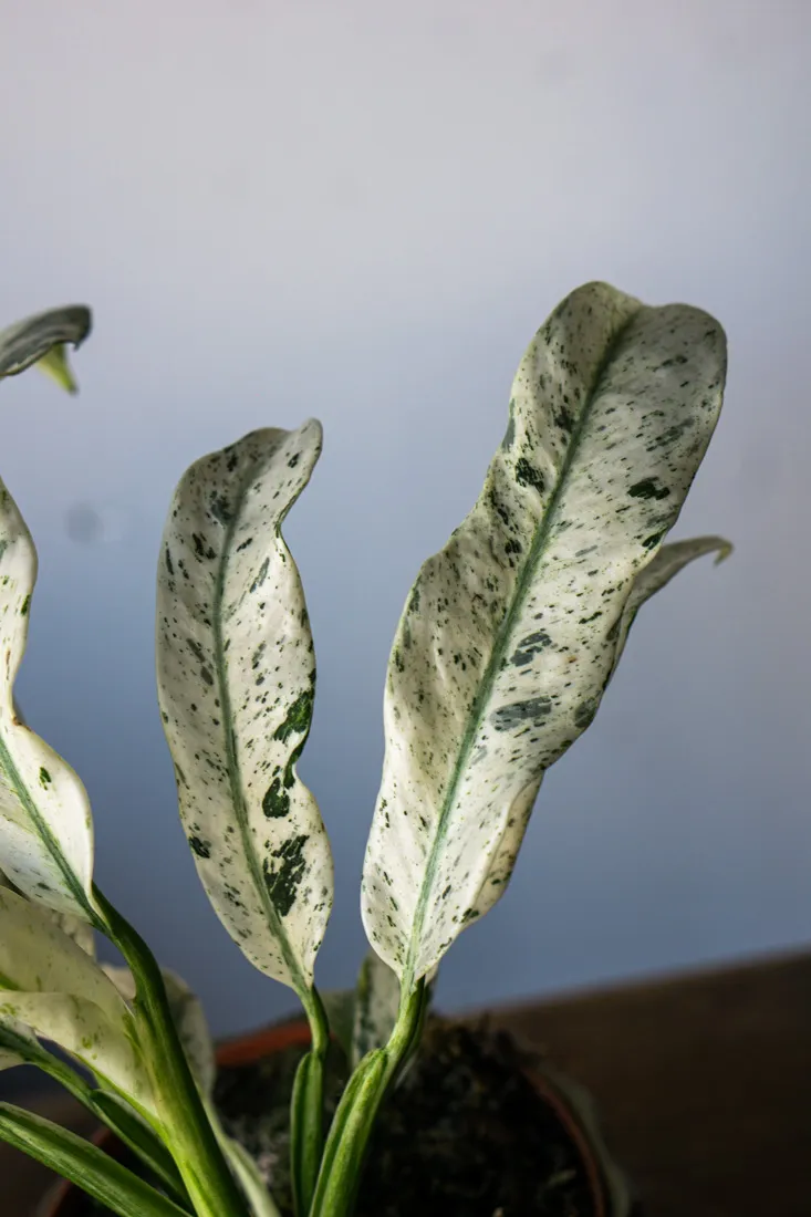 Rhaphidophora Puberula variegata UNICORN (Zachráň ma)