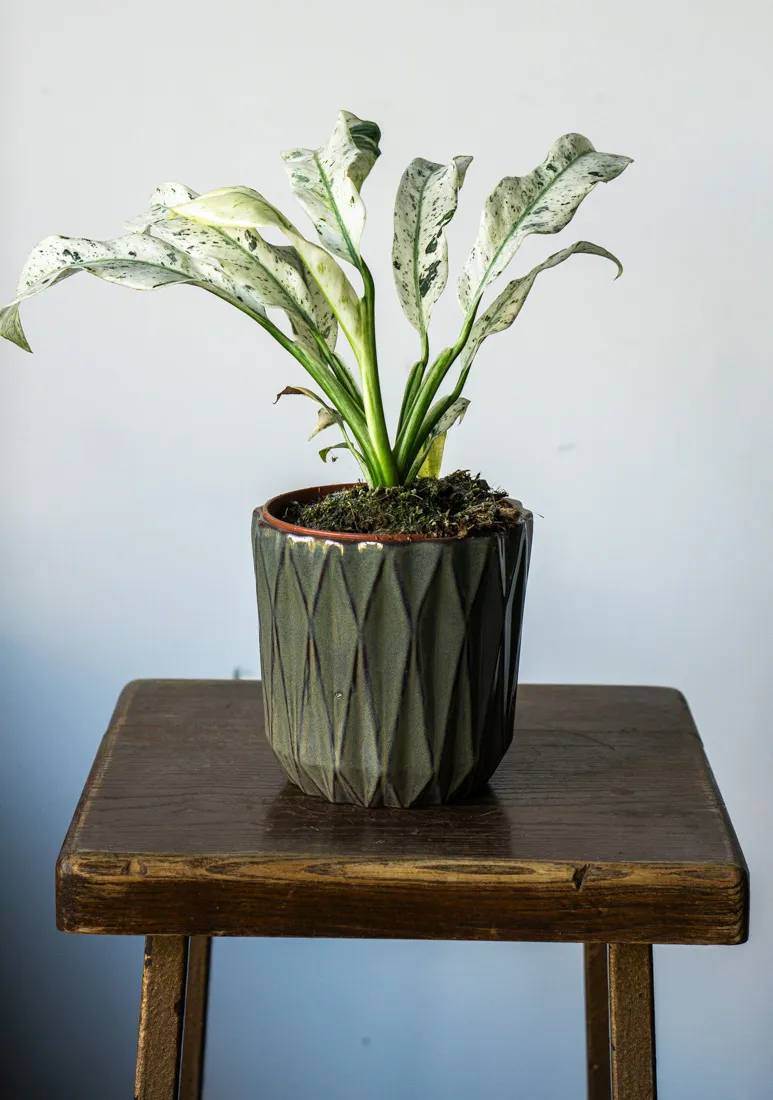 Rhaphidophora Puberula variegata UNICORN (Zachráň ma)