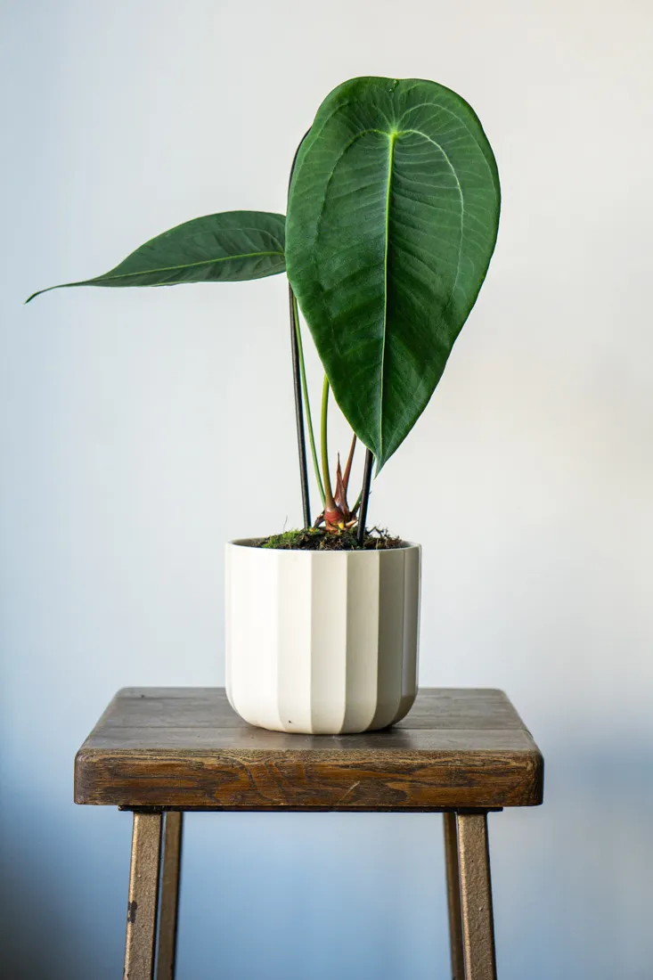 Anthurium Peltigerum (Flamingo plant) - mega cena
