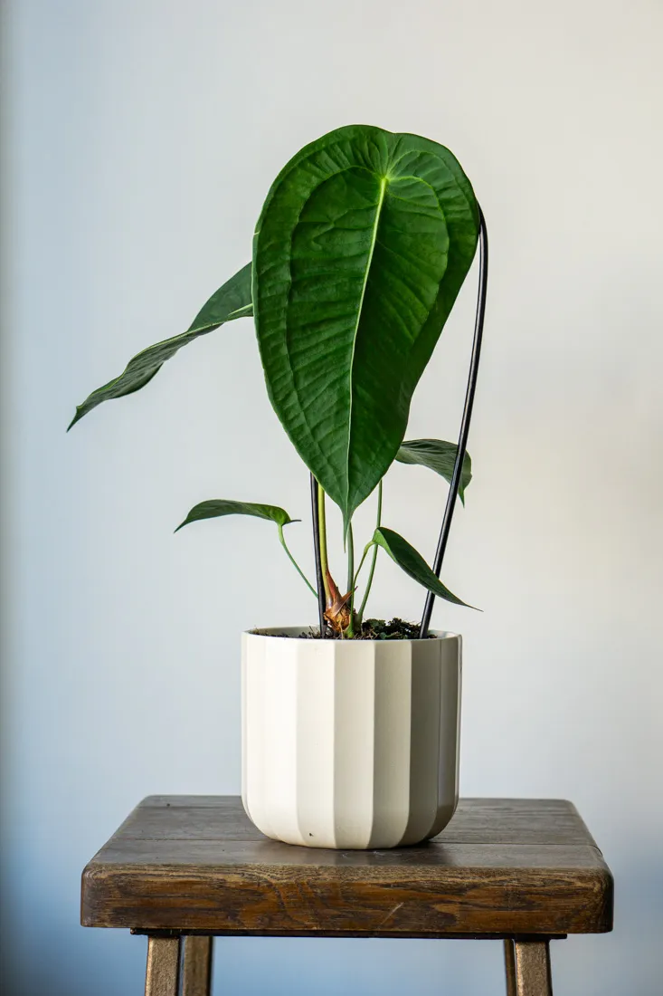 Anthurium Peltigerum (Flamingo plant) - mega cena